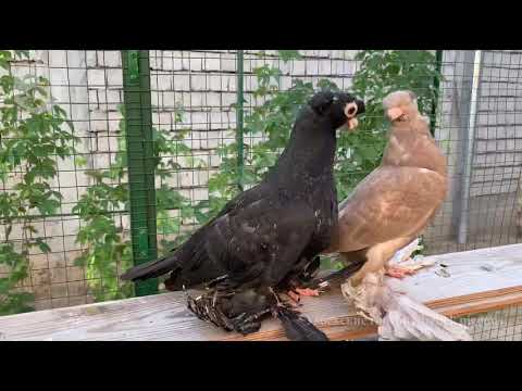 Узбекские голуби -