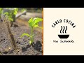 De semillas y distribución de la huerta | Carlo Cocina