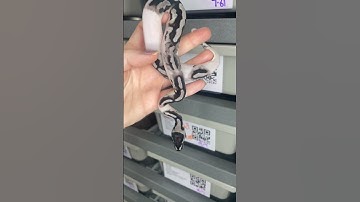Who else loves Axanthic Pieds 🙋🏼‍♀️ #axanthic #ballpython  #ballpythonmorph #piebaldballpython