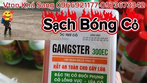 Phun thuốc diệt cỏ trên ruộng lúa sau khi xạ từ 1-4 ngày, Diệt trừ cỏ lồng vực,đuôi phụng.