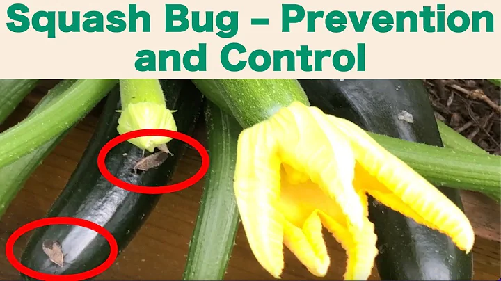 How to Prevent and Control Squash Bugs