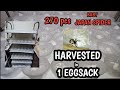 JAPAN SPIDER EGG SACK.270 PCS SPIDERLINGS ANG NAHARVEST 😱😱😱