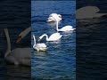 Soothing Relaxation: Relaxing Piano Music &amp; Water Sounds for Sleep, Meditation, Spa &amp; Yoga #relaxing