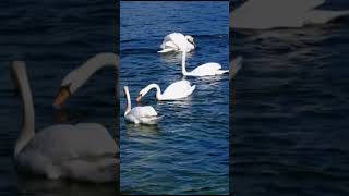 Soothing Relaxation: Relaxing Piano Music &amp; Water Sounds for Sleep, Meditation, Spa &amp; Yoga #relaxing