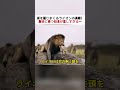 巣を掘りまくるライオンの真相！ 最後に待つ結末が悲しすぎる… #ライオン# ハイエナ# 野生動物# サバンナ# 親の愛