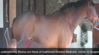 Introduction to Equine Shiatsu