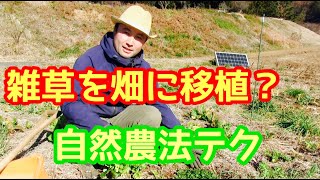 【自然菜園の極意!?】まさかの雑草を畑に植えるテクニック✨️