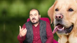 Rüyada Köpek görmek nedir Rüya tabirleri Rüyada köpek görmek ne anlama gelir Hüseyin duru