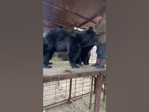 В берлоге с медведями. - YouTube