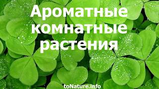 Ароматные комнатные растения. Топ список Ароматные комнатные растения. Топ список