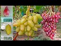 @Який виноград посадити в 2023  Виноград Гусева в Полтаві