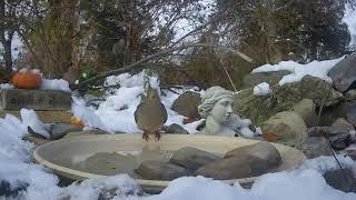 Ostdrossel bird bath cam #birds #wildlife  #Ostdrossel