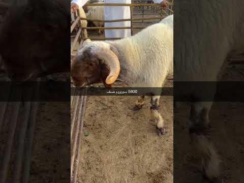 فحل صنف سوووم5600