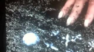 Birds Above The Clouds