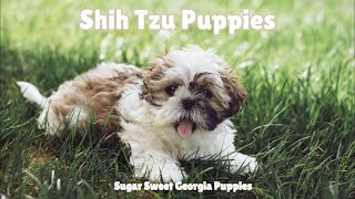 Shih Tzu Puppies For Sale Sugar Sweet Georgia Puppies #atlanta #forsale