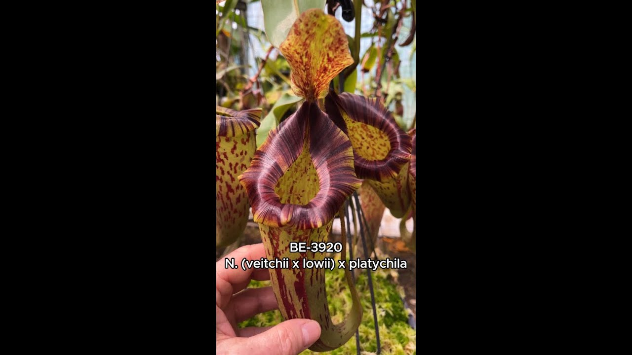 Spotlight on N. (veitchii x lowii) x platychila| BE-3920 - YouTube