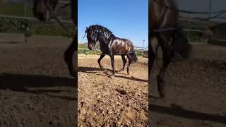 A Beautiful Horse Dancing