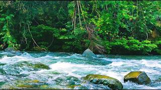 TRANQUIL RIVER SOUNDS FOR DEEP SLEEP, NATURE ASMR RELAXATION LIVE