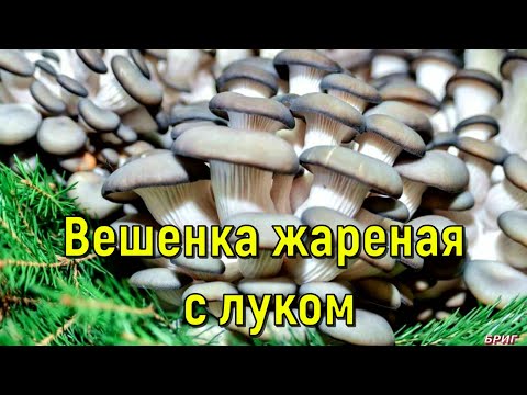 Вешенка жареная с луком. Рецепт приготовления.