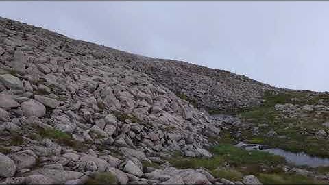 Typical snow bunting habitat in the Cairngorms
