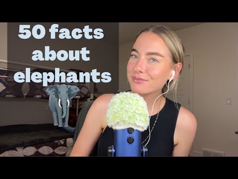 ASMR 🐘 50 facts about elephants (whispered for relaxation & comfort)