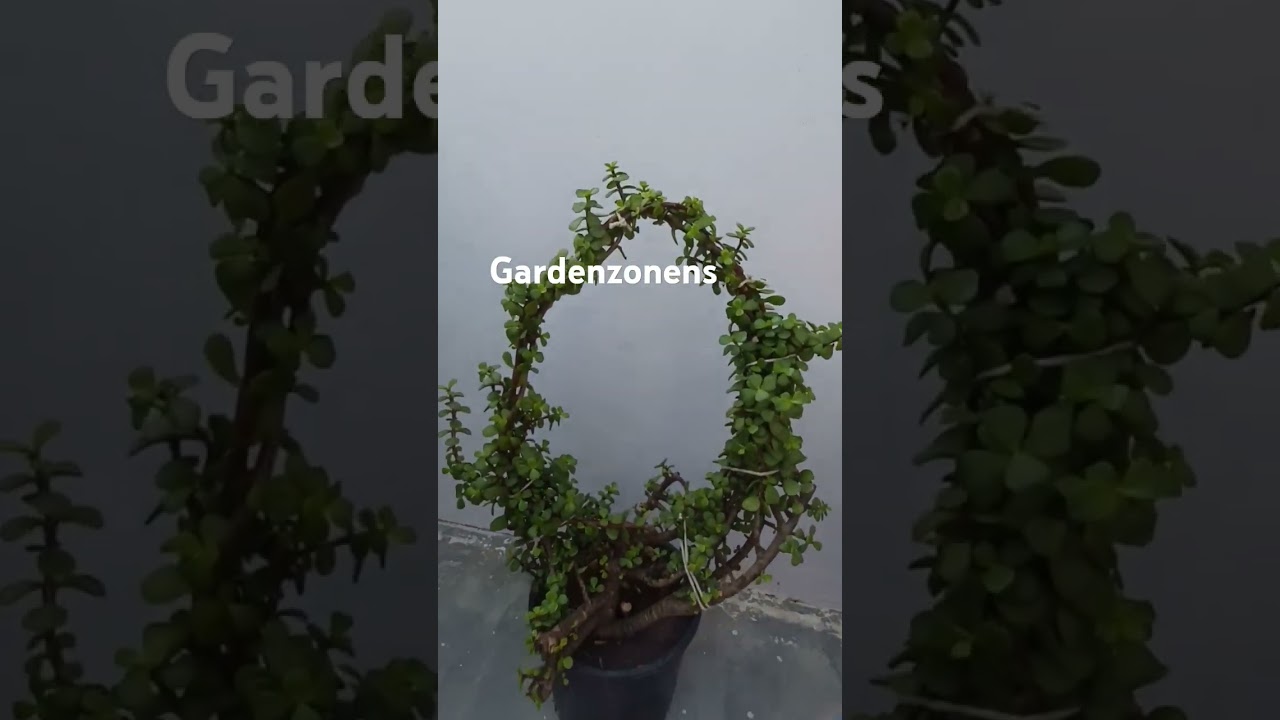 JADEPLANT TOPIARY DIY 