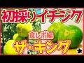 【いちじく】夏果専用種、キングは凄く美味しかった！食レポと育てるメリットについて解説しています。絶対食べたくなりますよ！（育て方）