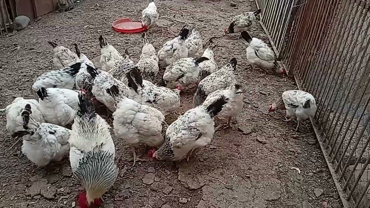 Toyuqlar qış aylarında 