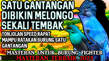 GANTANGAN DI BIKIN MERINDING SEKALI NAFAS || MASTERAN BURUNG KASAR ISIAN NGEROL TAJAM MATERI UEDAN