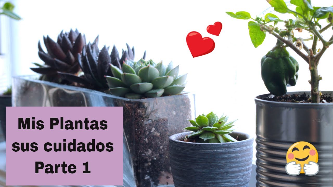 Chamaerops Humilis Cultivo Y Todo Sobre El Palmito