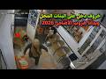 لو لم تصورها الكاميرات لما صدقها أحد لحظات طريفة للعجول في عيد الأضحى 2026  mp3