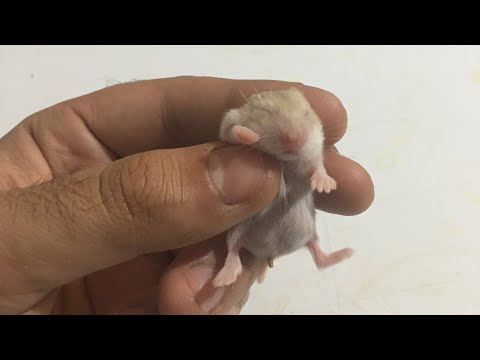 Video: Hamsterlerde Tenyalar