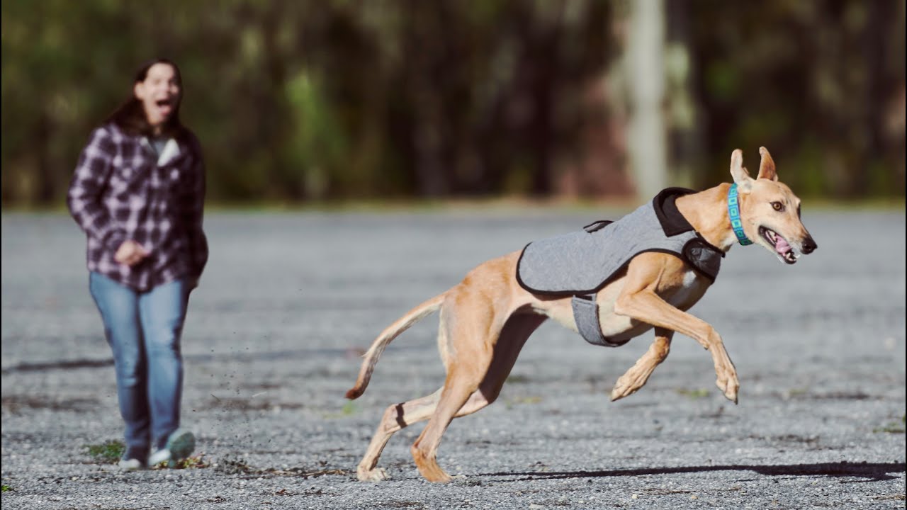 greyhound raised feeding bowls