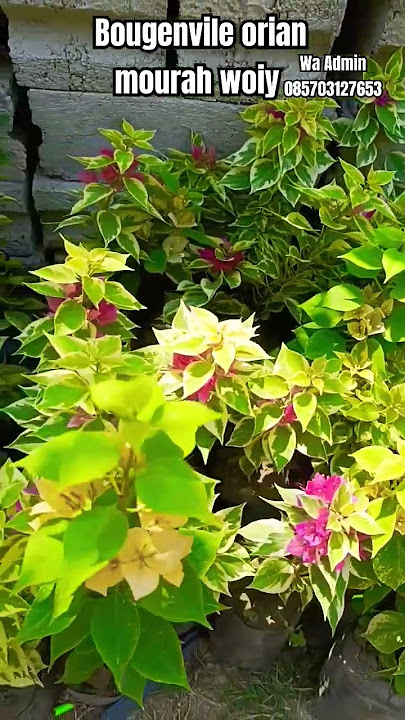 Singapore and cheap Bougainvillea‼️#ornamentalplants #bougainvillea #garden #plants