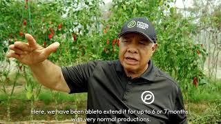 Power Leaves Corp. Coca Leaf Fertilizer - August 2023 Update