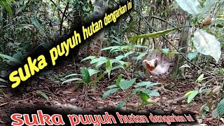 Suara pikat burung puyuh hutan dijamin jos