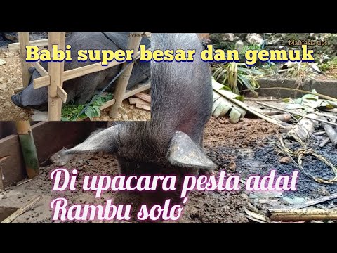 Babi Super Besar