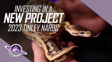 Investing in a NEW Project | Ball Python Breeding | 2023 Tinley NARBC