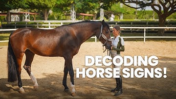 How To Read Horse Body Language & Expressions? Easy Guide To Understand Subtle Cues! | Horse Moves