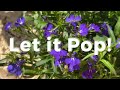 Transforming My Cottage Garden: Hydrangea Rescue &amp; Bright Container Planting| Garden Project Updates