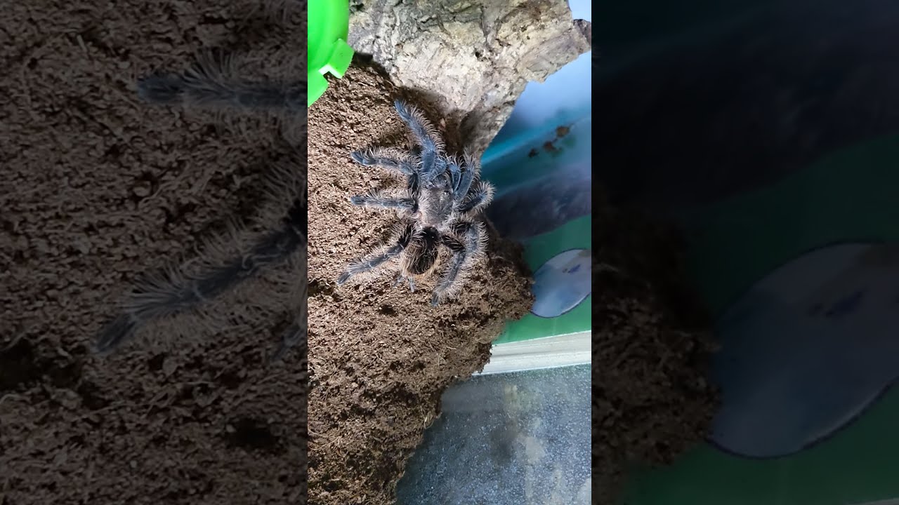 CURLY HAIRED tarantula!