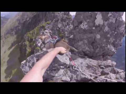 Heart-stopping moment Snoop the terrier tackles one of the UK's deadliest mountain ridges