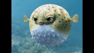 Is It Safe To Touch A Puffer Fish? | Pufferfish - Youtube