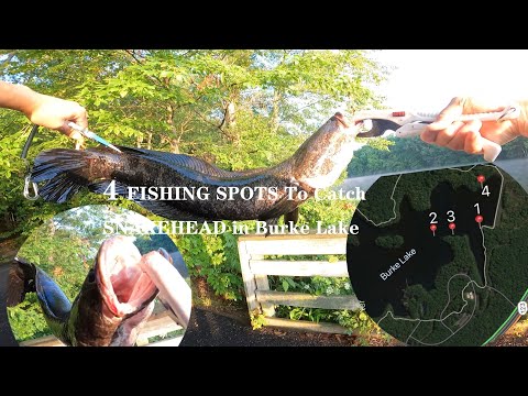 Four FISHING Spots To Catch SNAKEHEAD in Burke Lake BANK FISHING SPOTS ...