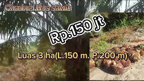 DIJUAL KEBUN SAWIT LUAS 3 HA.SS. SKT SUDAH BISA PANEN HARGA Rp.150 JT KALBAR