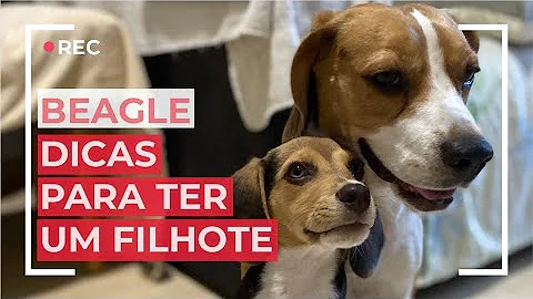 Como cuidar de um cachorro da raça Beagle?