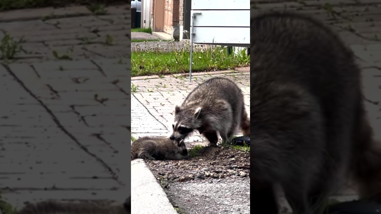Rescuing a Raccoon Family and Reuniting Them Safely