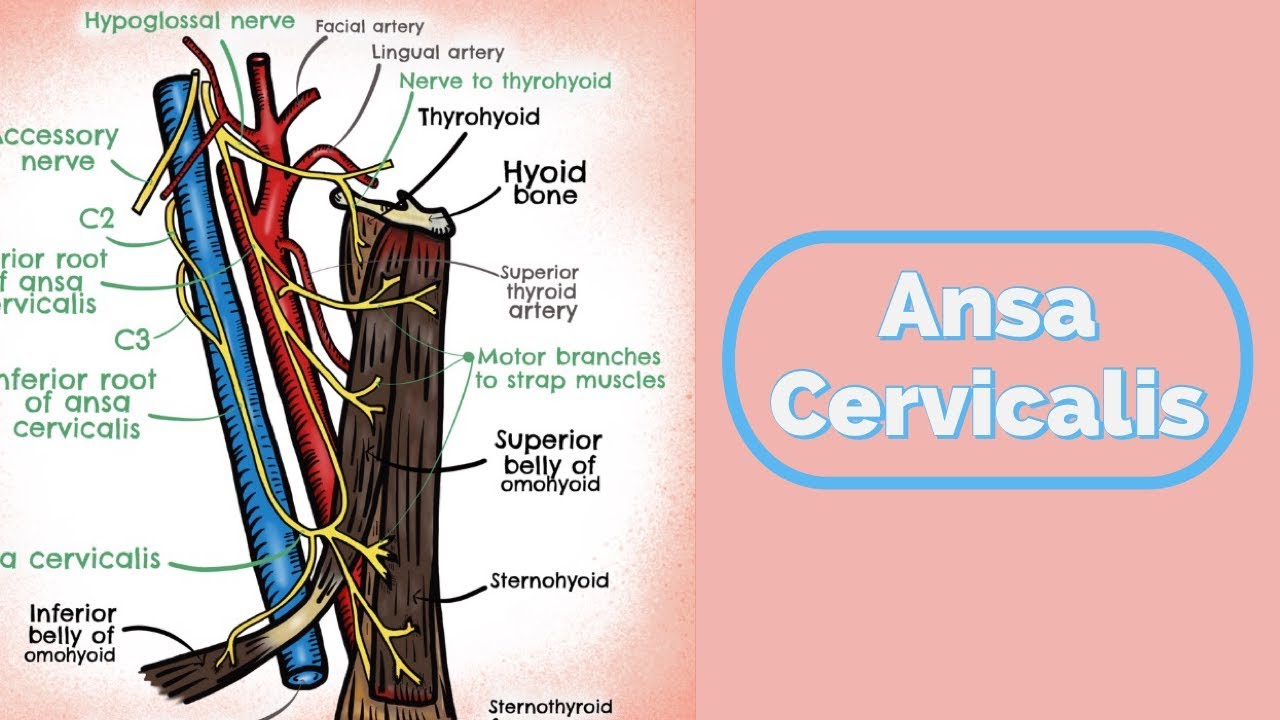 Ansa Cervicalis - YouTube