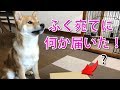 豆柴の仔犬ふく宛に謎の荷物が届いたので開封してみた! #31