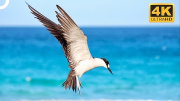 Sooty Tern: The Bird That Can Stay Airborne For Months! | 4K Animal Documentary